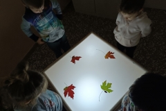 LUCE E BUIO...FOGLIE DELL'AUTUNNO
